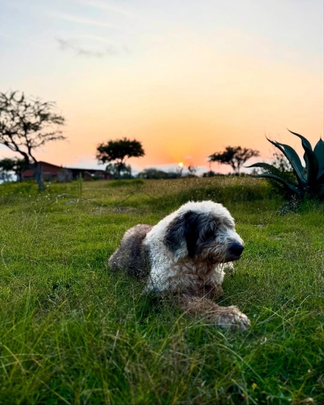 El Gato Glamping con vista a prismas basálticos Huasca de Ocampo Exterior foto