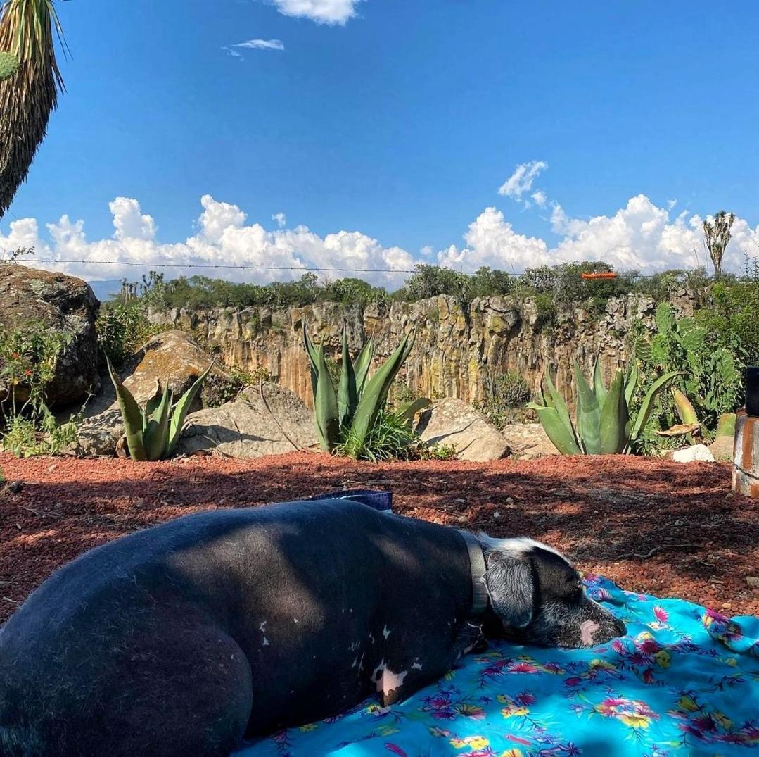 El Gato Glamping con vista a prismas basálticos Huasca de Ocampo Exterior foto